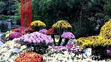菊花之美，色彩精神