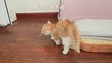 家里来了只小橘猫,大猫们直接炸毛丢出去,它会吃穷咱家的!