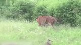 实拍老虎偷袭野牛,一招锁喉,不愧是百兽之王