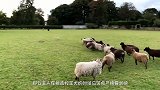 牧羊犬这么小就开始牧羊了，网友调侃：怎么能雇佣童工呢？