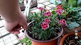 康乃馨扦插成活只要60天，方法看这里，学会后掰个枝条就能种了