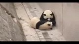 可爱大熊猫爆笑闹分手