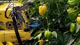 看德国人用的采摘机械，太先进了，完全代替了人工，国内都没见过