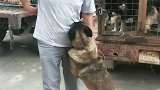 抱着主人怕主人离开它。不要它了。