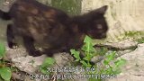母猫叼着奄奄一息的小猫四处求助，眼泪滚滚的让人心碎！