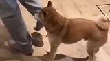 狗狗跟着主人跳舞