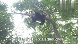 熊猫赖在树上不下来，逼急的奶妈使出杀手锏，下一秒笑翻了