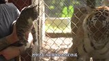 猫咪看到老虎是会认亲，还是会害怕？主人测试实在是搞笑