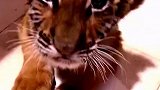小老虎在动物园备受宠爱，不小心养成大猫咪