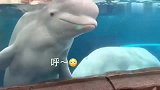 白鲸：看，给你吐个圈圈