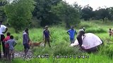 沙漠中的骆驼渴死后，为什么不能贸然触碰看完长知识了