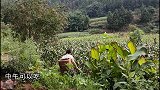 山上摘回野枇杷妈妈来做凉粉，好多年没吃过，四川人小时候的回忆