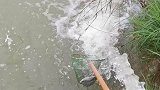 一场大雨把鱼池冲塌了，便宜了下游的农民