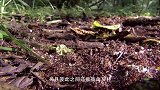 在非洲有一种蚂蚁可以缝合伤口，痊愈后痂自动脱落