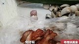 大锅叉烧白贝粉丝煮丝瓜、叉烧鲜香、白贝嫩滑、丝瓜鲜嫩、好营养