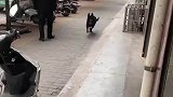 狗主人带着狗狗领过两次，狗狗就记得路怎么走了