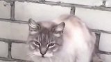 浣熊用爪子去摸猫咪，结果被猫咪一爪子拍了下去