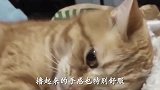 上次1000元丢失的原因找到了，猫咪才是真凶！