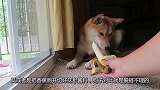 主人给猫咪一根香蕉，看到猫咪的表现，主人顿时就乐了