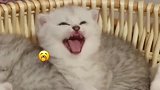 小猫咪成长日记！