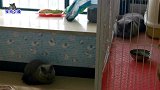 胖公猫父子反目，主人走近安慰，被几只猫缠着争宠，猫爸爸吃醋了