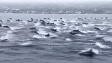 壮观！数百只海豚与男子同游嬉戏 如在海中奔腾的“野马”