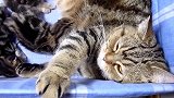 小窝里的猫咪们，这么多只小可爱，都想抱回家！