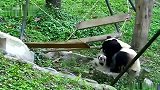 大熊猫打架打得昏天黑地，在战火中瑟瑟发抖的秋千弱弱求救