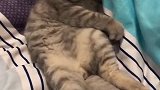 猫：我这小日子过的真舒服呀！