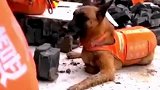 搜救犬连续长时间工作累瘫在地，消防员心疼剥鸡蛋喂它
