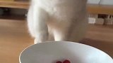 猫：这是啥水果，我也来尝尝！