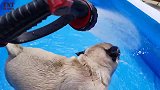 小狗狗看见水流就不淡定了，守在一边玩个痛快，好可爱！