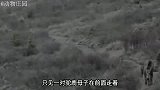 母驼鹿被灰熊尾随，灰熊想行不轨之事，驼鹿发现后想起赶走