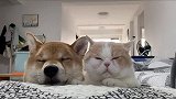 听说在一起久了，就会越来越像对方~