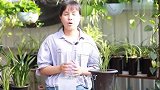 给兰花浇水，牢记这3个口诀，浇好不难