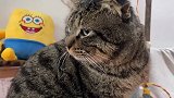 猫的右眼眉骨被打伤一个口子，伤口已经愈合