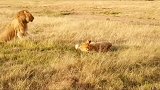 雄狮急性子，被母狮教训！