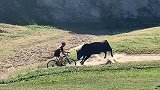 美国加州一头公牛闯入山地自行车赛道 撞飞一名自行车运动员
