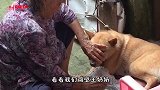 隔壁王奶奶喂狗子 像极了我奶奶喂我呀