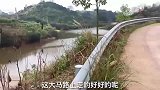 见到鱼塘就往下跳, 完全忘了自己是条雪橇犬