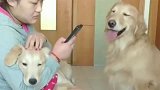 狗妈妈和自己的孩子争宠，这一幕笑坏了女主人，太可爱了！