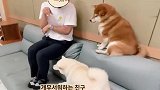 主人让柴犬帮忙招呼客人，结果肠子要悔青了，看完忍住别笑