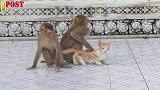 几只猴子轮流折磨小猫咪，猫咪：我怎么那么倒霉！