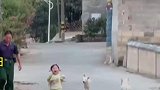 萌娃抢了小狗的崽使劲逃跑，萌娃：偷到了偷到了！快跑！