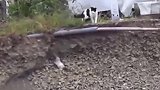 一只猫咪掉进深坑，狗狗的操作惊呆众人