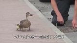 小鸭子掉进下水道，鸭妈妈找路人求救，母爱是伟大的！