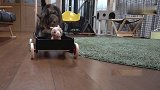 主人给猫咪买了个小推车，猫咪却用它推布娃娃，太可爱了！