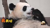 颜值满分的熊猫宝宝彩浜手拿小零食细细品尝，傲娇模样萌翻天