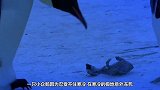狗妈妈死去多时，路人拖动尸体，小狗的行为，看着想哭