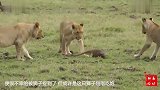 狮子捉弄猫鼬就是不开吃，狮子就是逗你玩